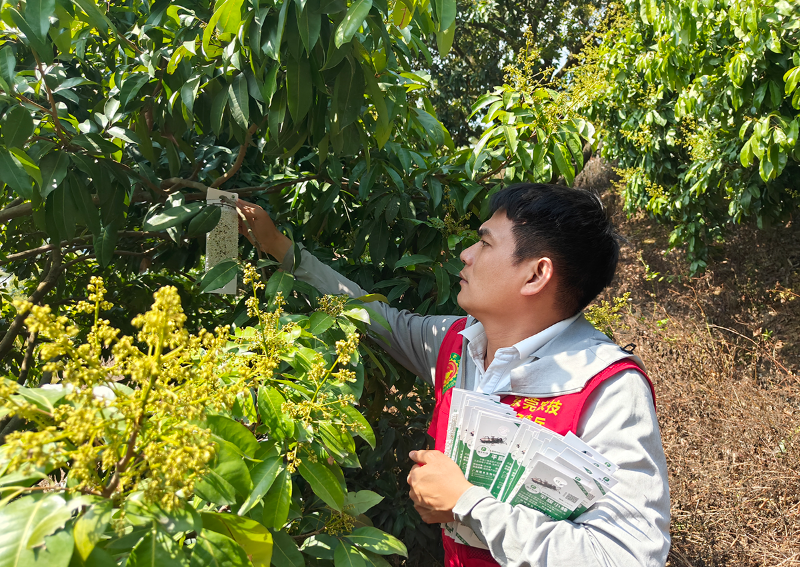 绿色防控荔枝蝽，天敌平腹小蜂有大作用