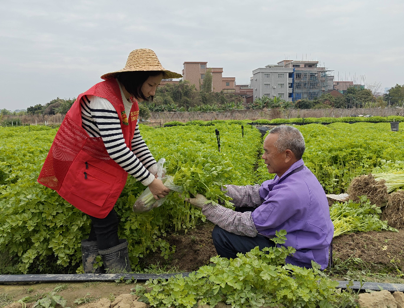 道滘农技“轻骑兵”护航节前农产品质量安全