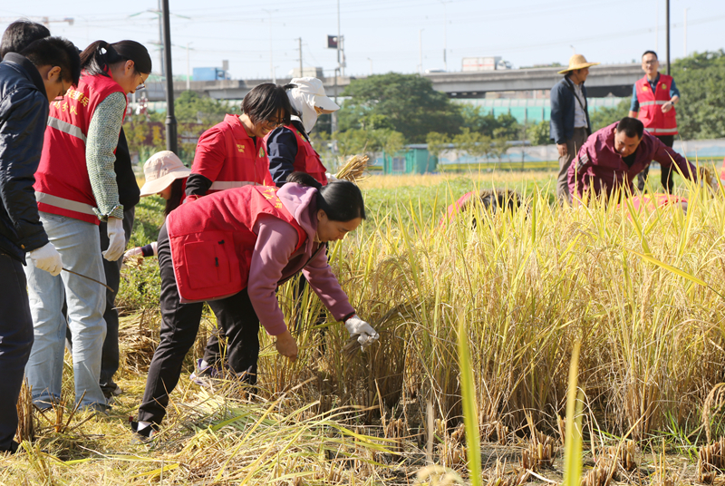 “学技能，庆丰收，促发展”技能提升活动在石碣举行