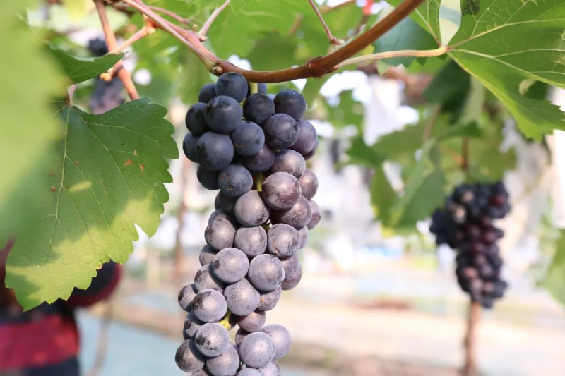 麻涌葡萄成熟了，脆甜可口让人“萄”醉，采摘走起！