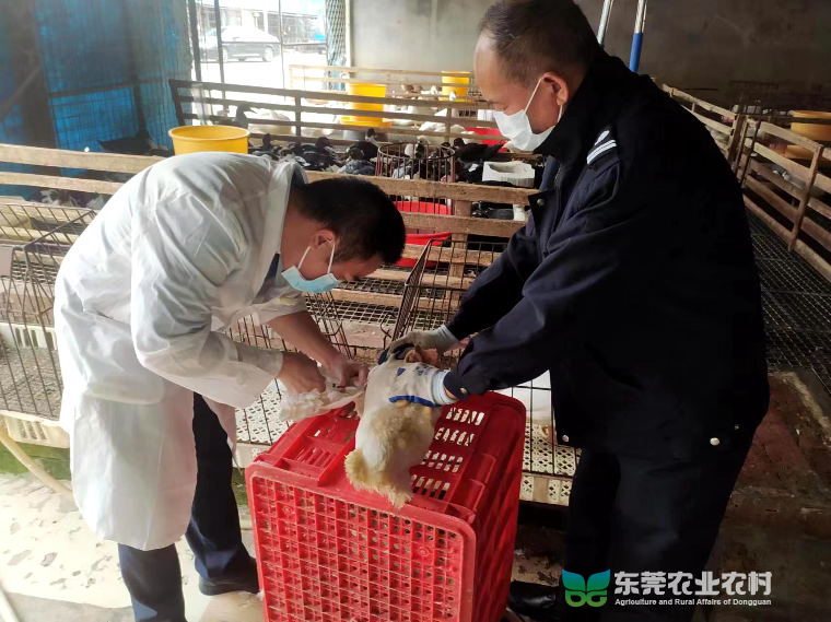 道滘正式启动家禽抗体监测采样工作