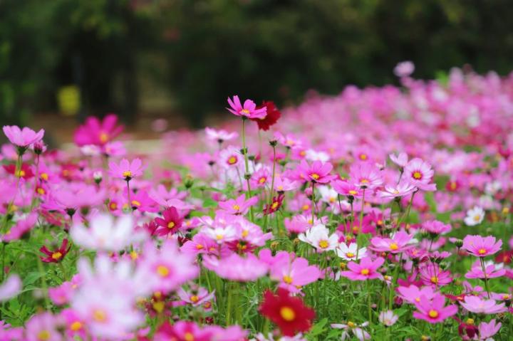 太美了！麻涌这里的格桑花竞相绽放