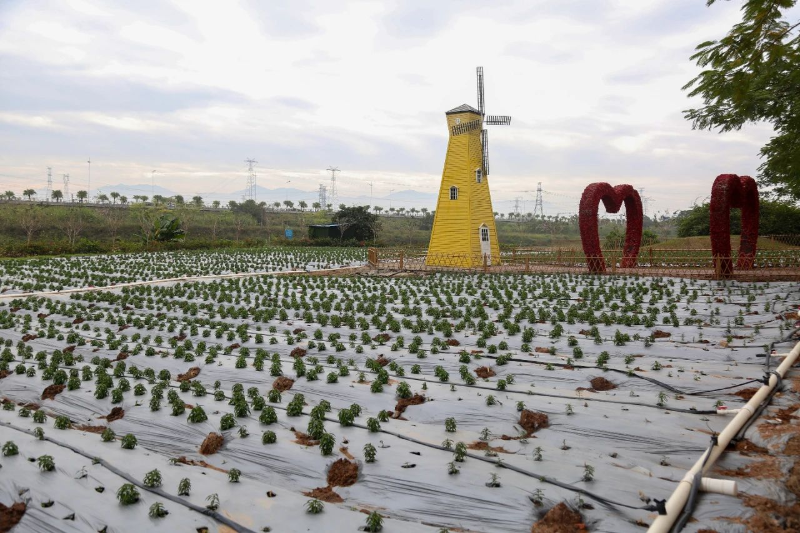 桥头七彩花田花卉长势良好 预计春节期间迎来盛花期