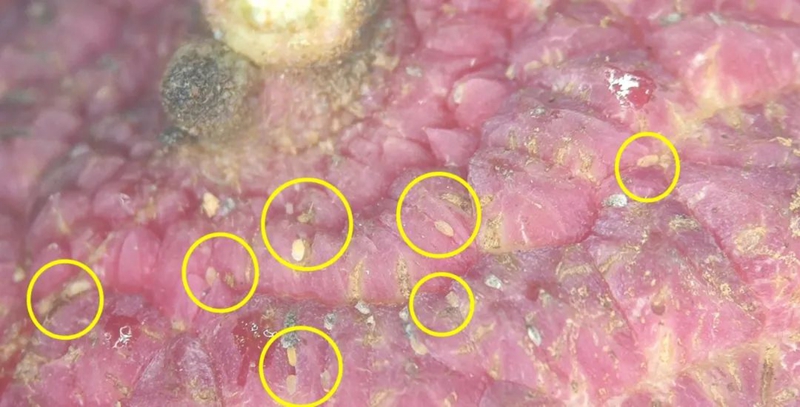 农信通提醒：荔枝采收期渐近，病虫防控莫松懈