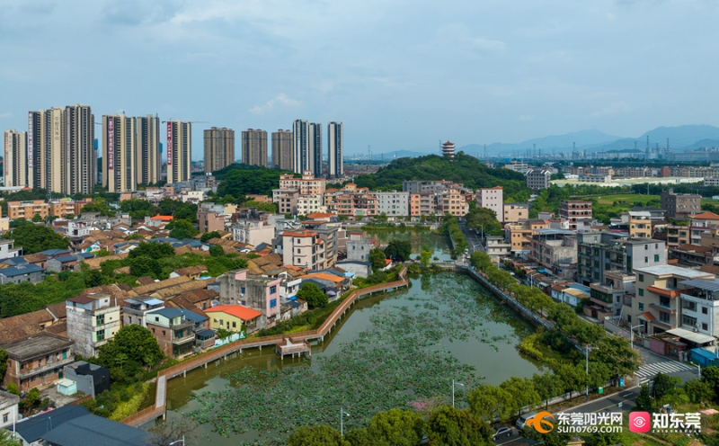 桥头石水口村：打造休闲景观“荷塘悦色” 扮靓乡村