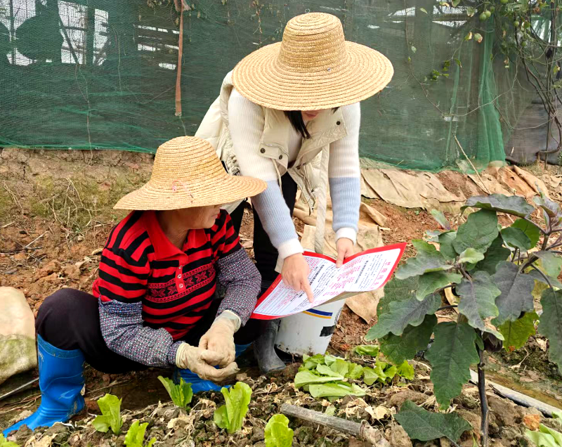 道滘扎实推进禁限用农药田头整治工作