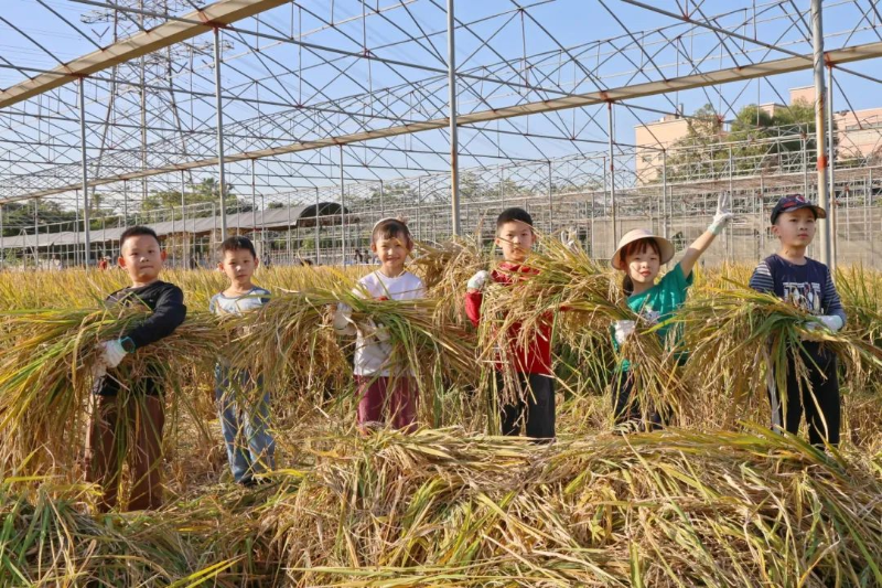 行走的农耕课堂，他们在东莞望牛墩收“稻”快乐