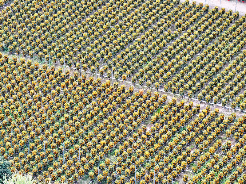 抢先出海！厚街年桔远销马来西亚