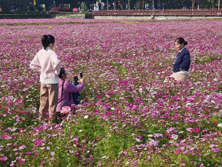 遛娃赏花好时节！东莞各镇街繁花盛景邀您共赏
