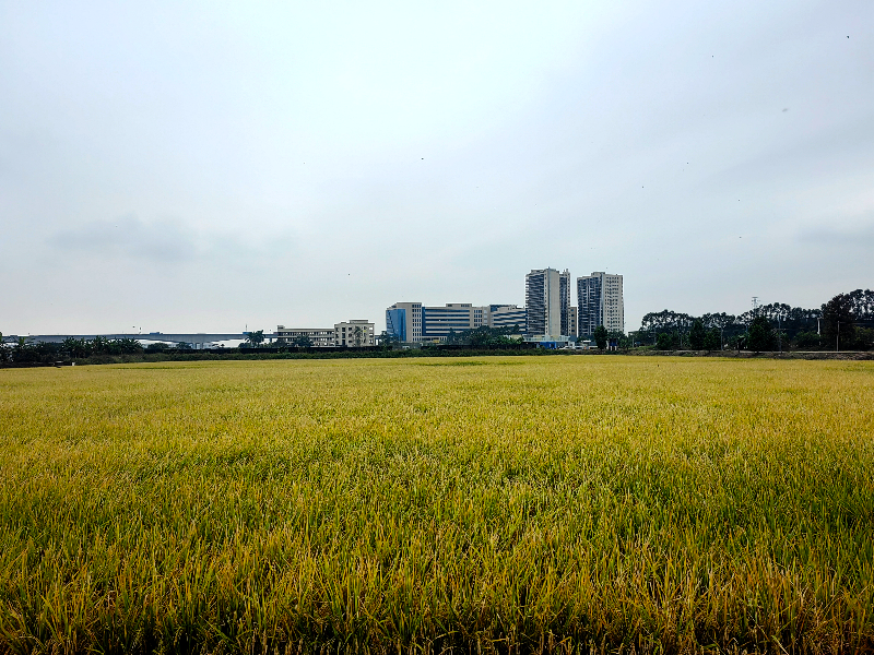 洪梅全力推进晚造水稻生产稳产工作