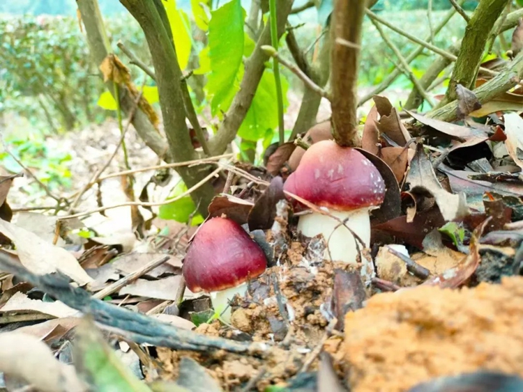 厚街夫妇高山培育彩云菇，煲汤风味一绝！
