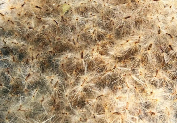 炸裂！东莞街花飞絮季降临，“毛毛虫”漫天狂舞