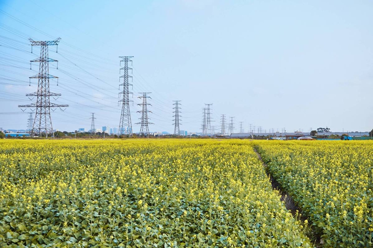 厚街千亩油菜花海绽放，诚邀共赴赏花盛约！