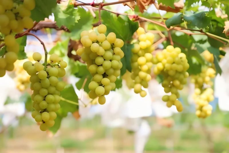 麻涌阳光玫瑰来袭，香甜满溢开启采摘盛宴！