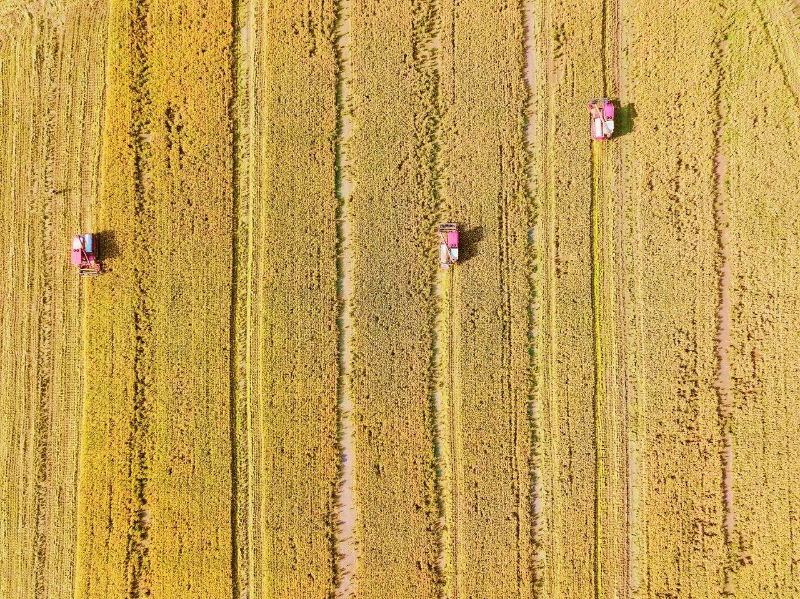 割禾啦！ 厚街「稻收大片」来了