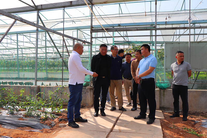 市农业农村局到东坑开展农业生产实地调研