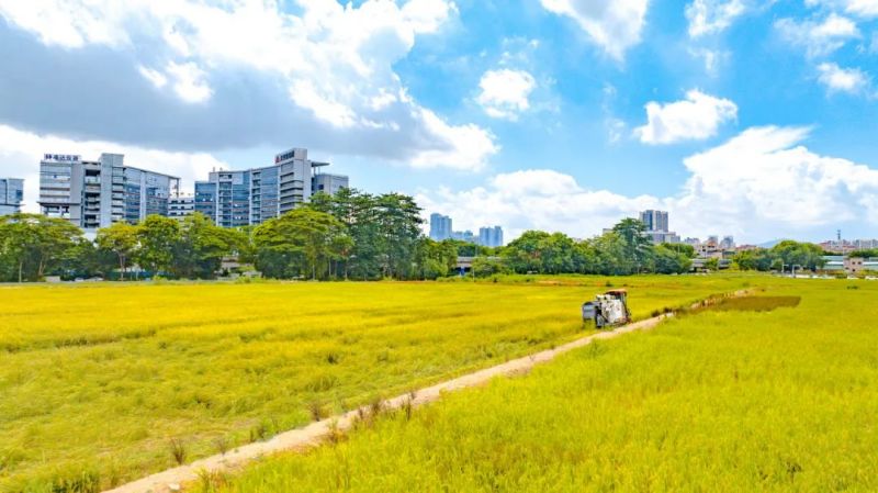 盛夏果香四溢！南城将军洲都市田园迎来丰收季