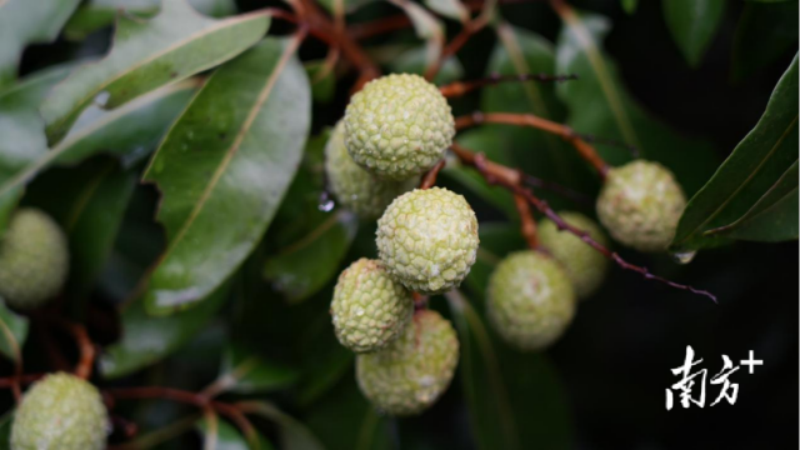 高端莞荔“搭乘”黑科技保鲜箱开启快递护航之旅