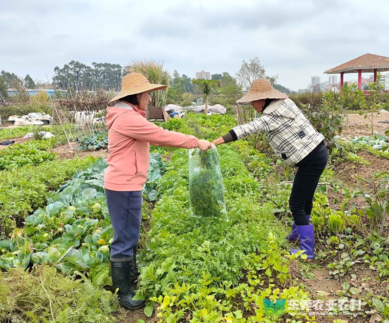 道滘稳步推进蔬菜抽样送检工作