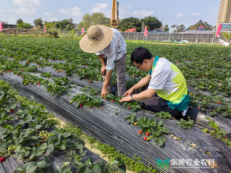万江开展草莓专项检查，守护“舌尖上的安全”