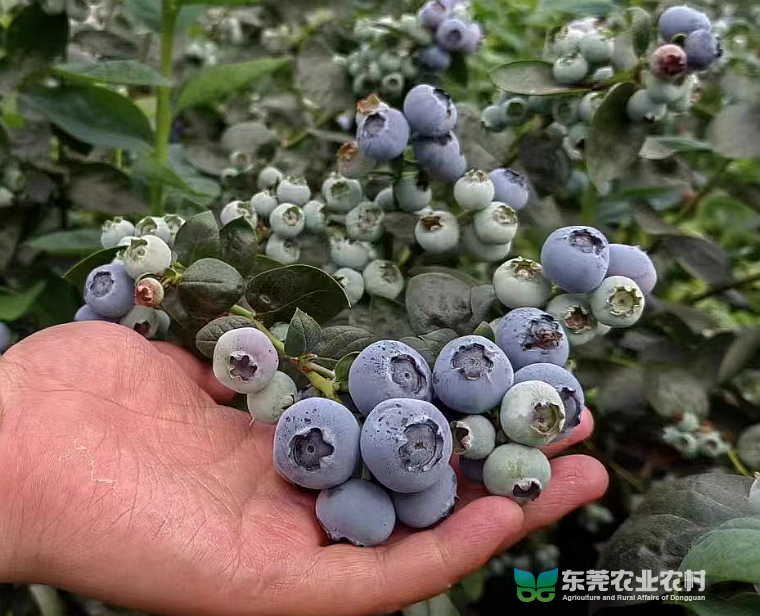 本地蓝莓喜获高产，迎来丰产期
