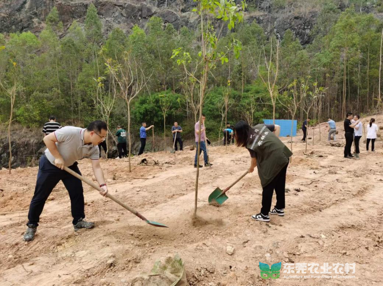 凤岗启动“绿美共建”义务植树活动