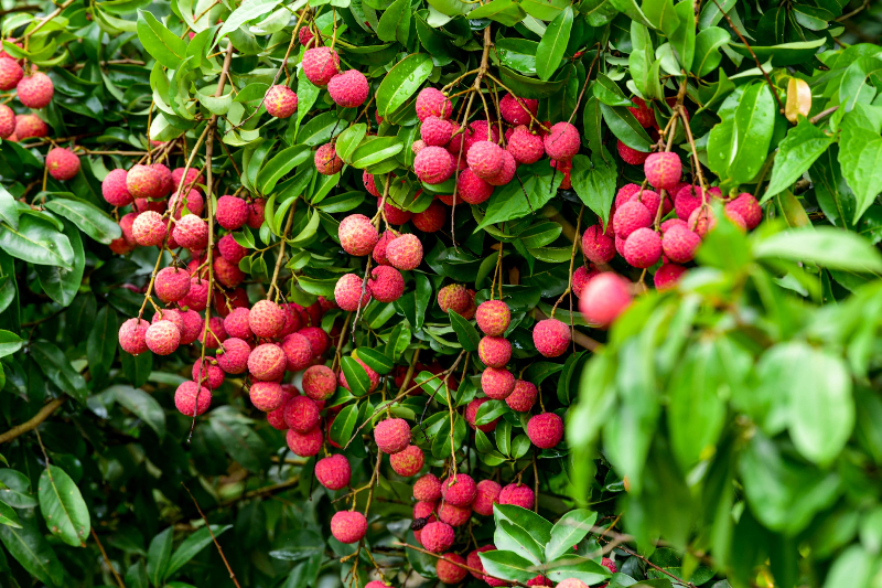出花率九成以上！厚街这种「高端水果」，今年有望实现自由