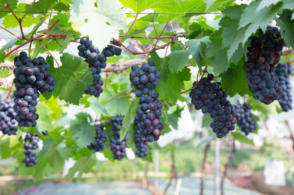葡萄、草莓、百香果……这个地方水果熟了，一起来采摘！