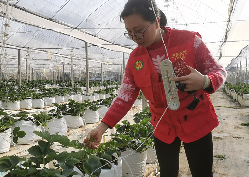 “轻骑兵”为病害草莓“把脉问诊”