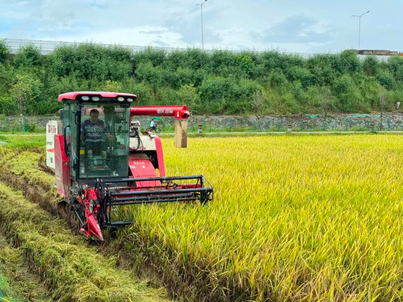 稻谷飘香盈画卷，黄牛埔湿地共赴丰收之约