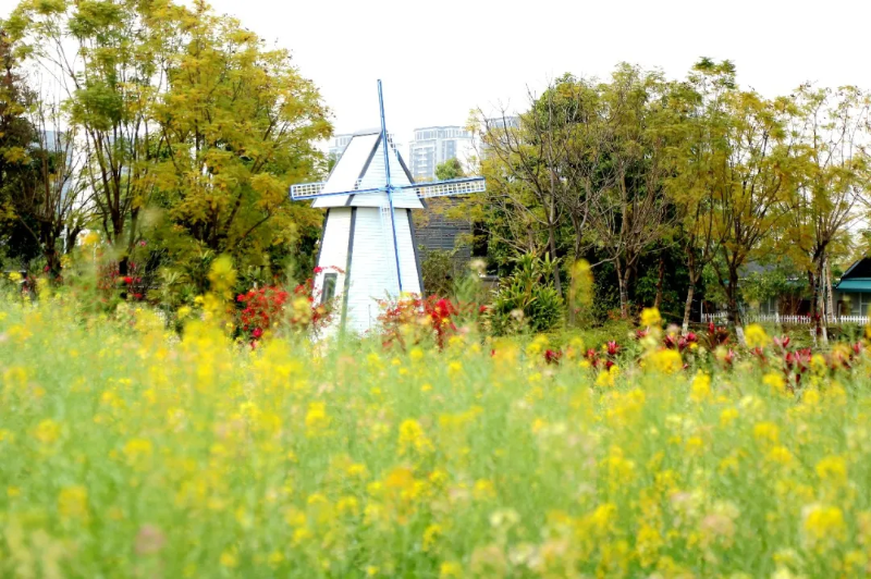 春日限定！麻涌这里的油菜花海上线