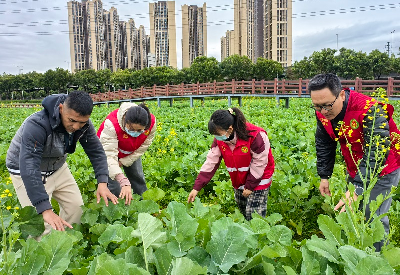 “碣”尽所能 让油菜花开花