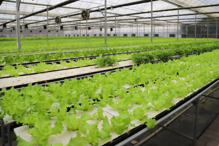 桥头蔬菜基地日供9000棵鲜菜，12小时直抵香港市民餐桌