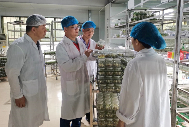 农企组培苗生产陷污染困境，农科中心“轻骑兵”精准破题