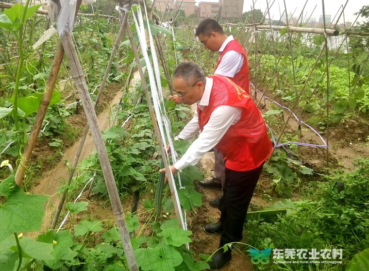 农技“轻骑兵”精准指导，助力灾后农业复产