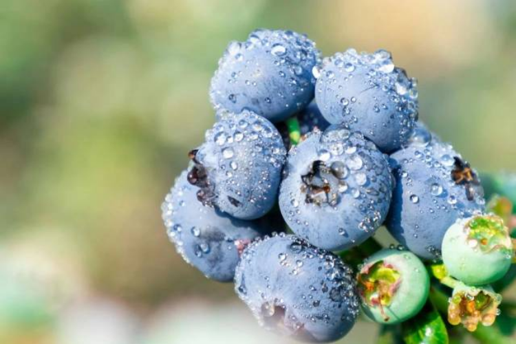 水乡蓝莓采摘季即至，准备好让味蕾“大快朵颐”了吗？