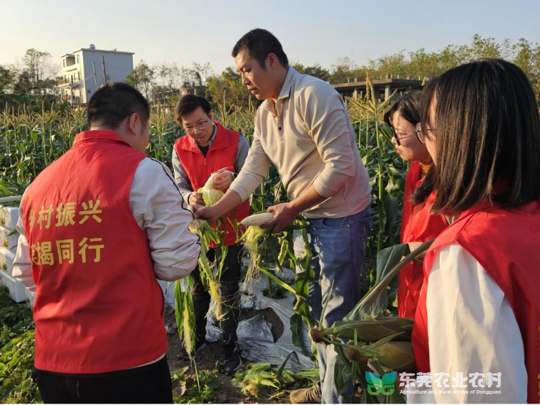 莞城扛起对口帮扶重任，乡村振兴成效斐然
