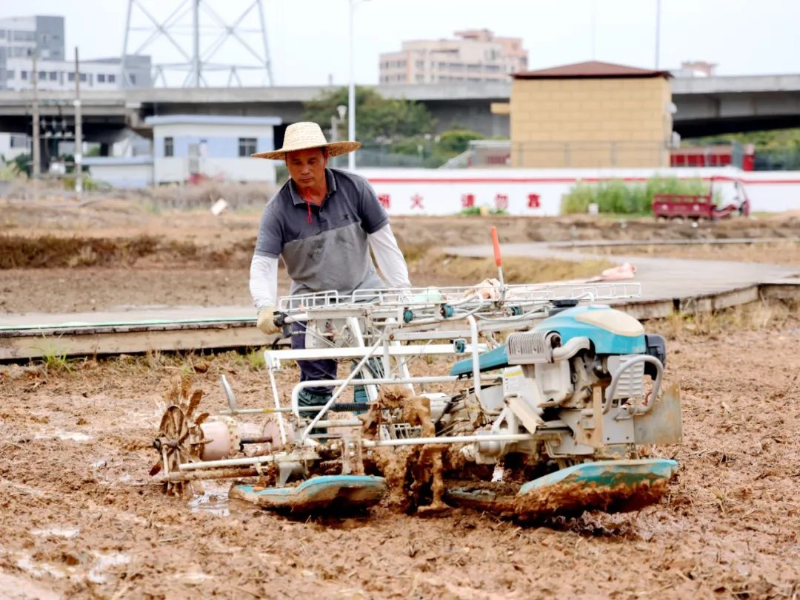 万象“耕”新！凤岗稻田春日“丰”景上线