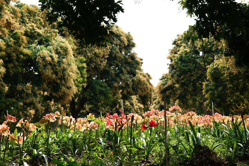 圣茵：科技赋能林下“花样经济”，点亮乡村振兴之路