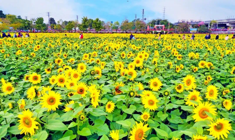 横沥百亩葵花将收割，迎来春耕播种～