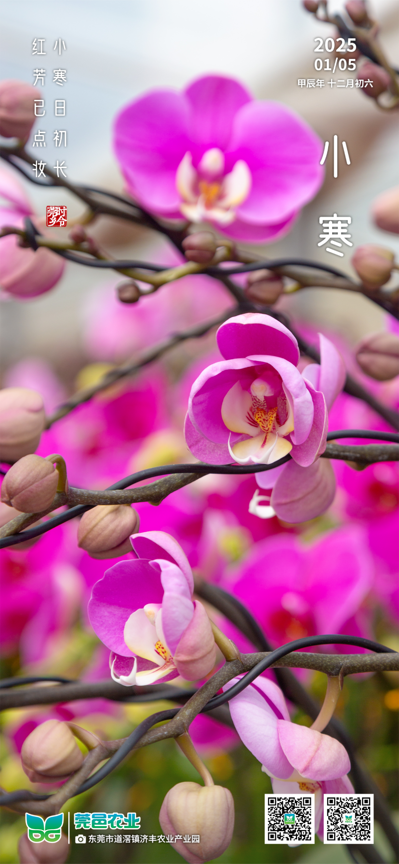 小寒日初长 红芳已点妆