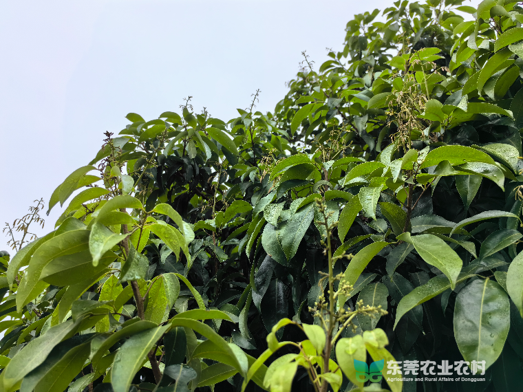 早春荔枝成花率低引担忧，及时促花保丰收有盼头