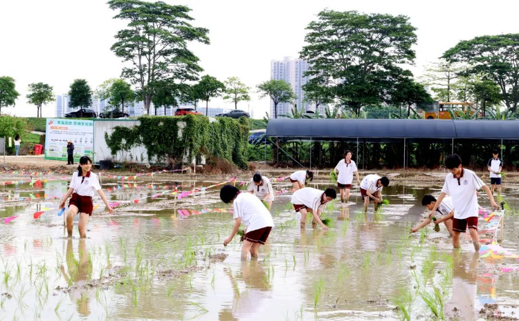 横沥学生沉浸式插秧，解锁“粒粒皆辛苦”农耕新体验