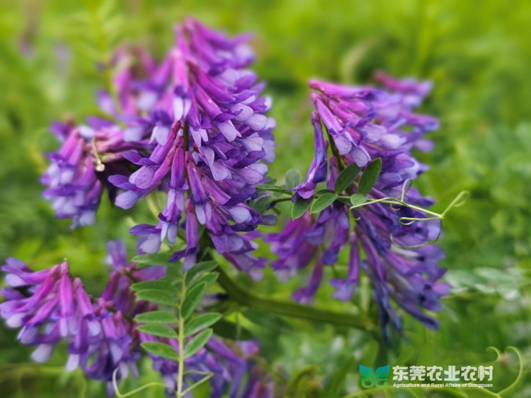 绿肥苕子绘田园美景，为沃土“加餐”增地力