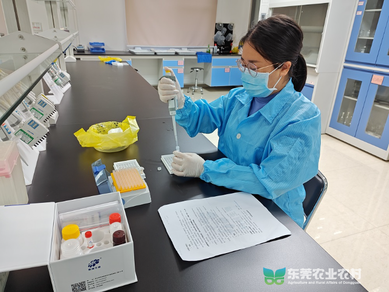 巾帼兽医：人兽健康防线的无畏守护者