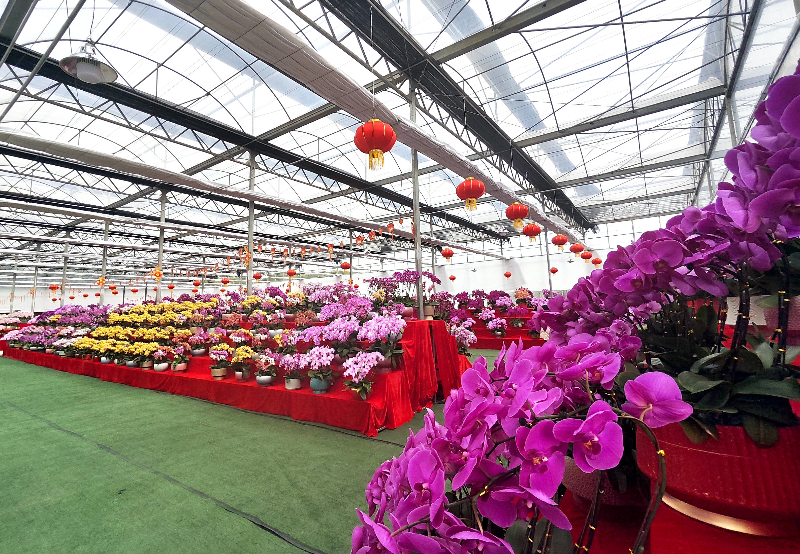 道滘：蝴蝶兰展示中心投入使用 花团锦簇年味浓
