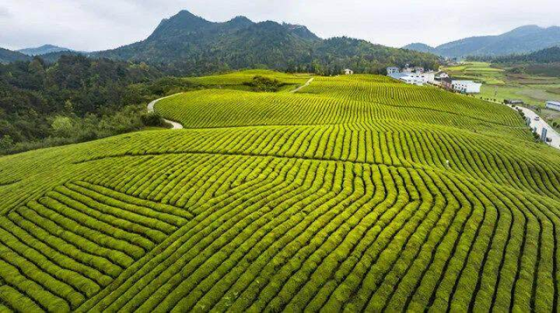 粤黔协作奏响贵州石阡“乡村振兴曲”