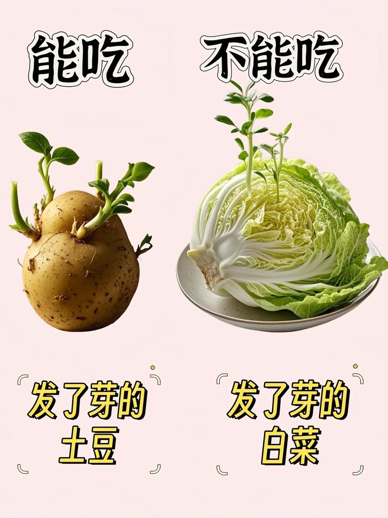 发芽蔬菜的食用安全须知