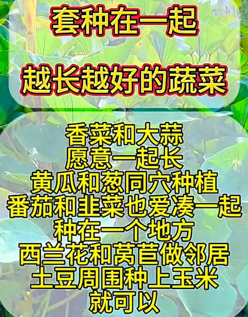 蔬菜套种：让蔬菜越长越好的种植小诀窍