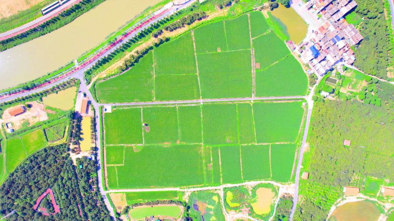 企石：水稻田间管护正酣，无人机助力筑牢“防护屏障”